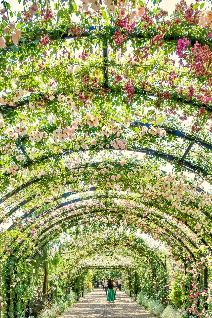 PEOPLE WALKING IN PARK BY FLOWER TREE