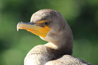 Close-up of bird against blurred background