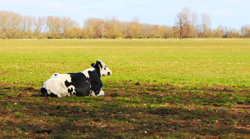 Cows in a field
