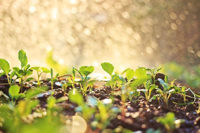 Plants growing on field