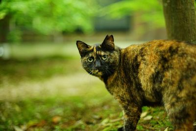 animal