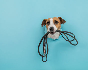 The head of dog sticks out through a hole in a paper blue background with a leash in his teeth.