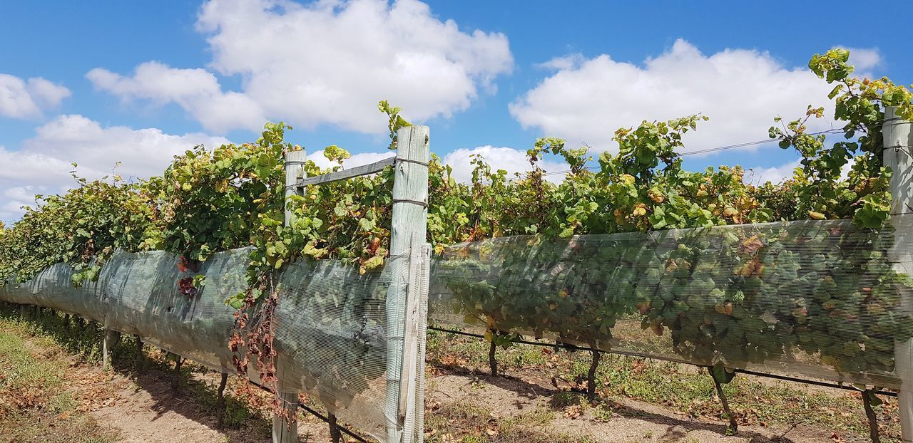 PLANTS GROWING IN VINEYARD