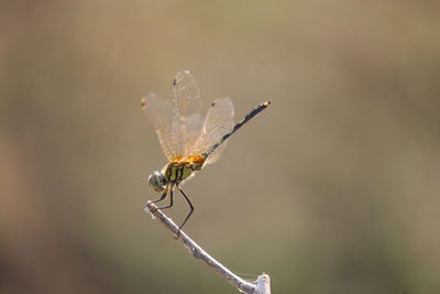 Close-up of insect perching on plant
