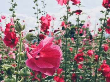 Pink flowers blooming on field