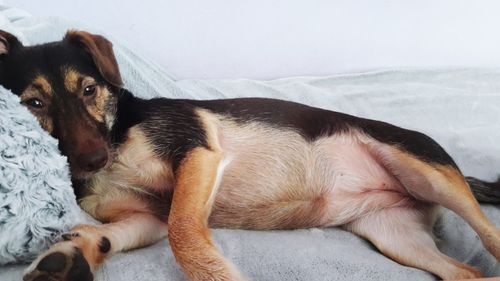 Close-up of puppy relaxing on floor
