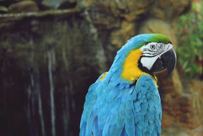 Close-up of bird against blurred background