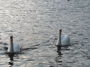 Swan swimming in lake