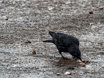 Close-up of bird