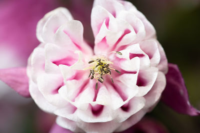 Close-up of insect on pink flower