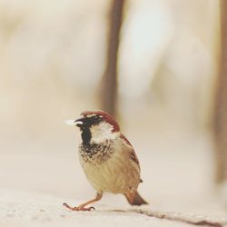 Close-up of an animal