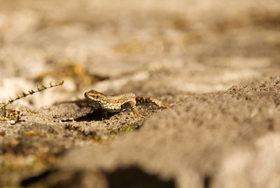 Close-up of lizard on rock