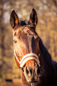 Close-up of horse standing outdoors