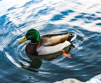 Duck swimming in lake