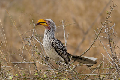 Close-up of hornbill perching on dried plant