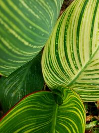 Close-up of green leaves