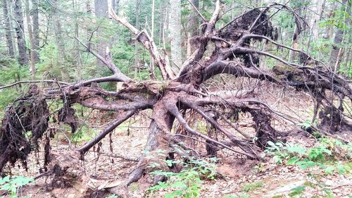 Bare tree in forest