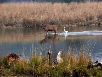 View of drinking water from a lake