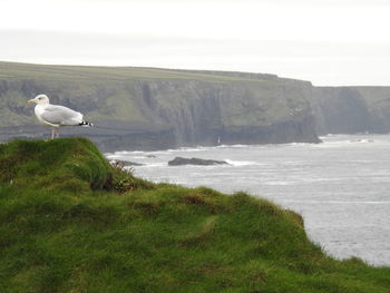 Birds perching on grass by sea against sky