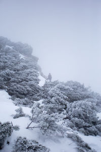 Trees on snow covered landscape against clear sky