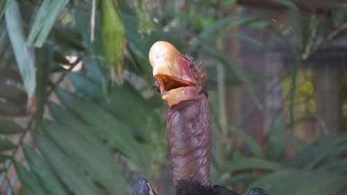 Close-up of a helmeted horbill bird