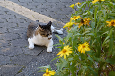Close-up of cat sitting outdoors