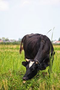 View of a cow on field