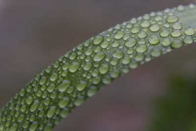 Close-up of green leaf on plant