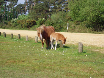 Horses grazing on field