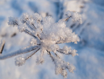 Close-up of snow covered frozen plant