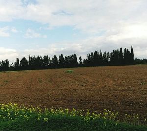 Scenic view of field against sky
