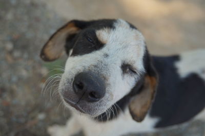 Close-up portrait of dog