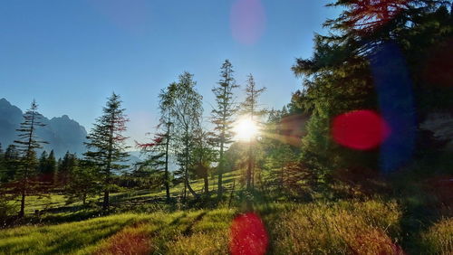 Trees and grass against sky