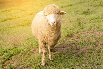 Portrait of sheep on field