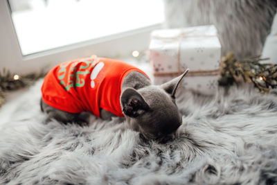 Close-up of cat lying on bed at home