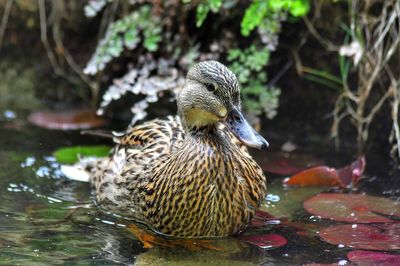 Close-up of mallard duck swimming in lake