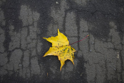 Close-up of yellow maple leaf on street