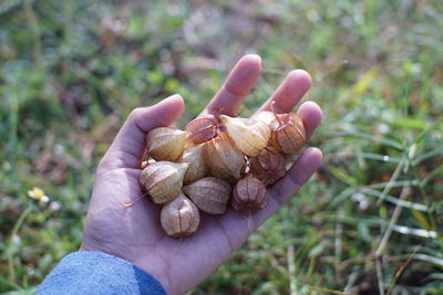 Close-up of hand holding cape gooseberry fruits which has good benefit for health