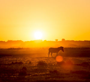 Side view of silhouette horse