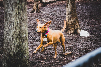 Dog standing on tree trunk