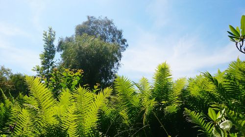 Close-up of fresh green plants against sky