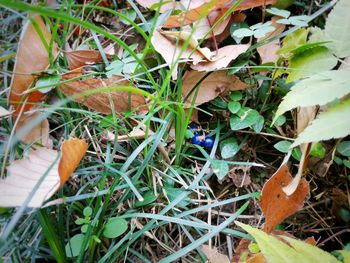 High angle view of dry leaves on field