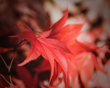 Close-up of red maple leaves