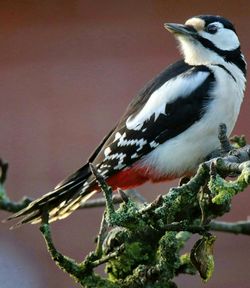 Close-up of bird perching on branch