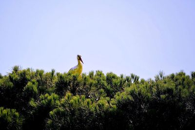 Low angle view of bird perching on tree against clear sky