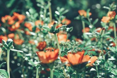 Close-up of orange flowering plant