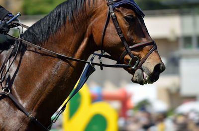 Close-up side view of a horse