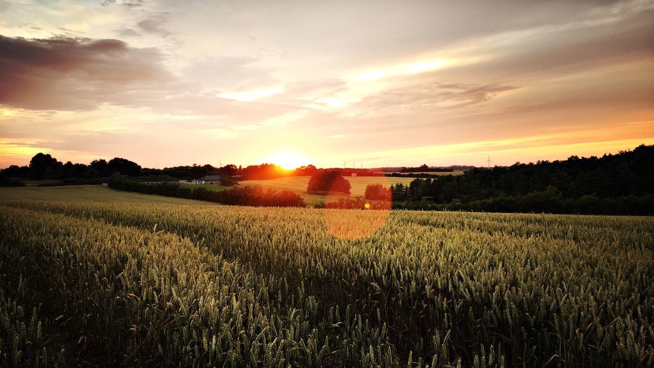 WHEAT FIELD AGAINST SKY DURING SUNSET