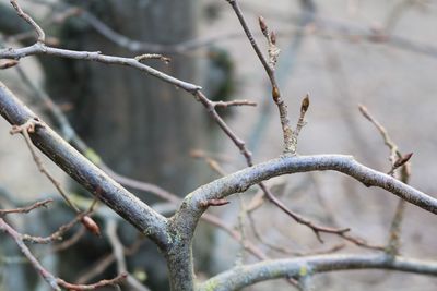 Close-up of buds growing on tree