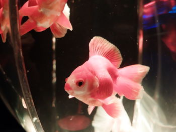 Close-up of fish in aquarium